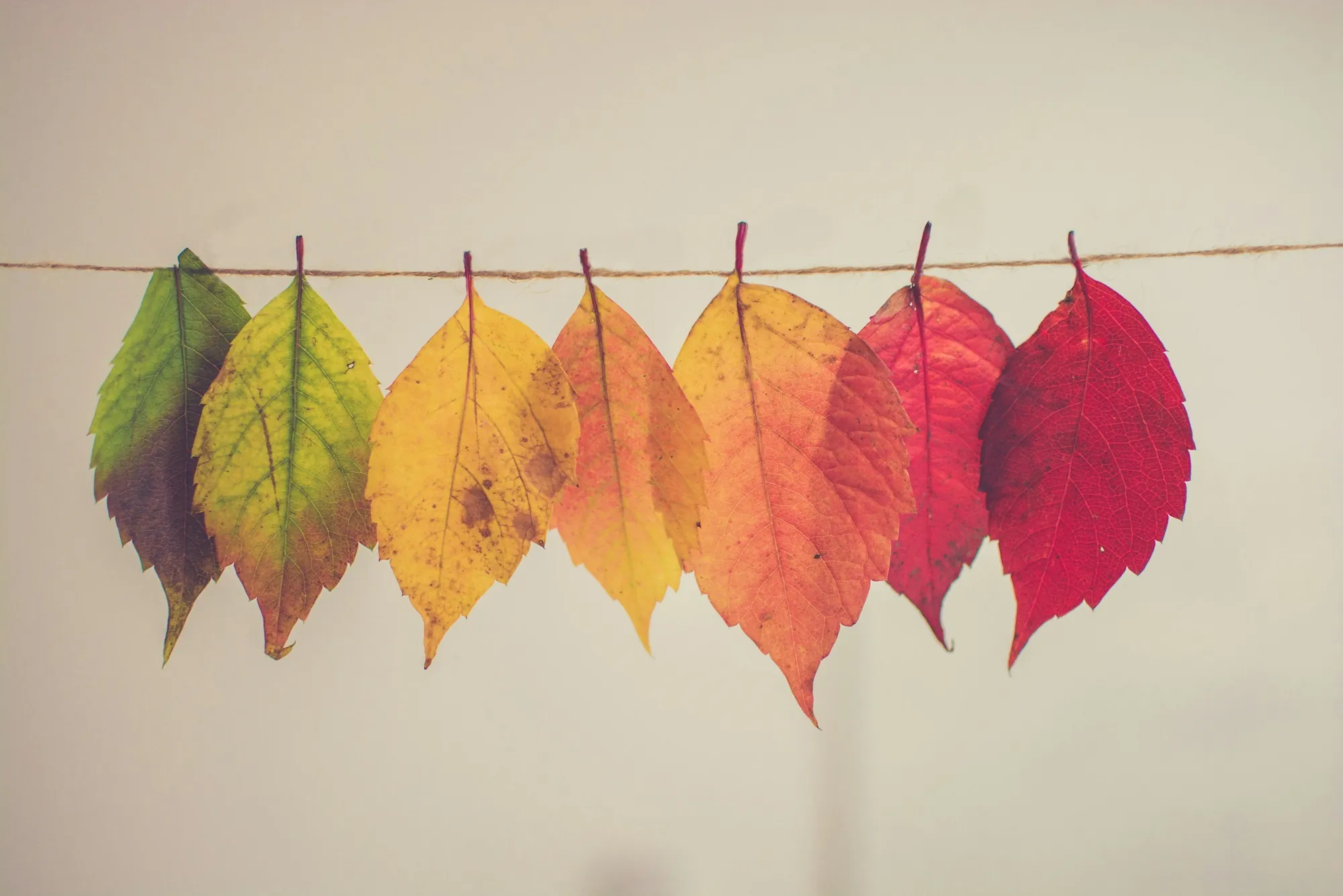 A row of leaves turning from green to gold to red, hung on a string