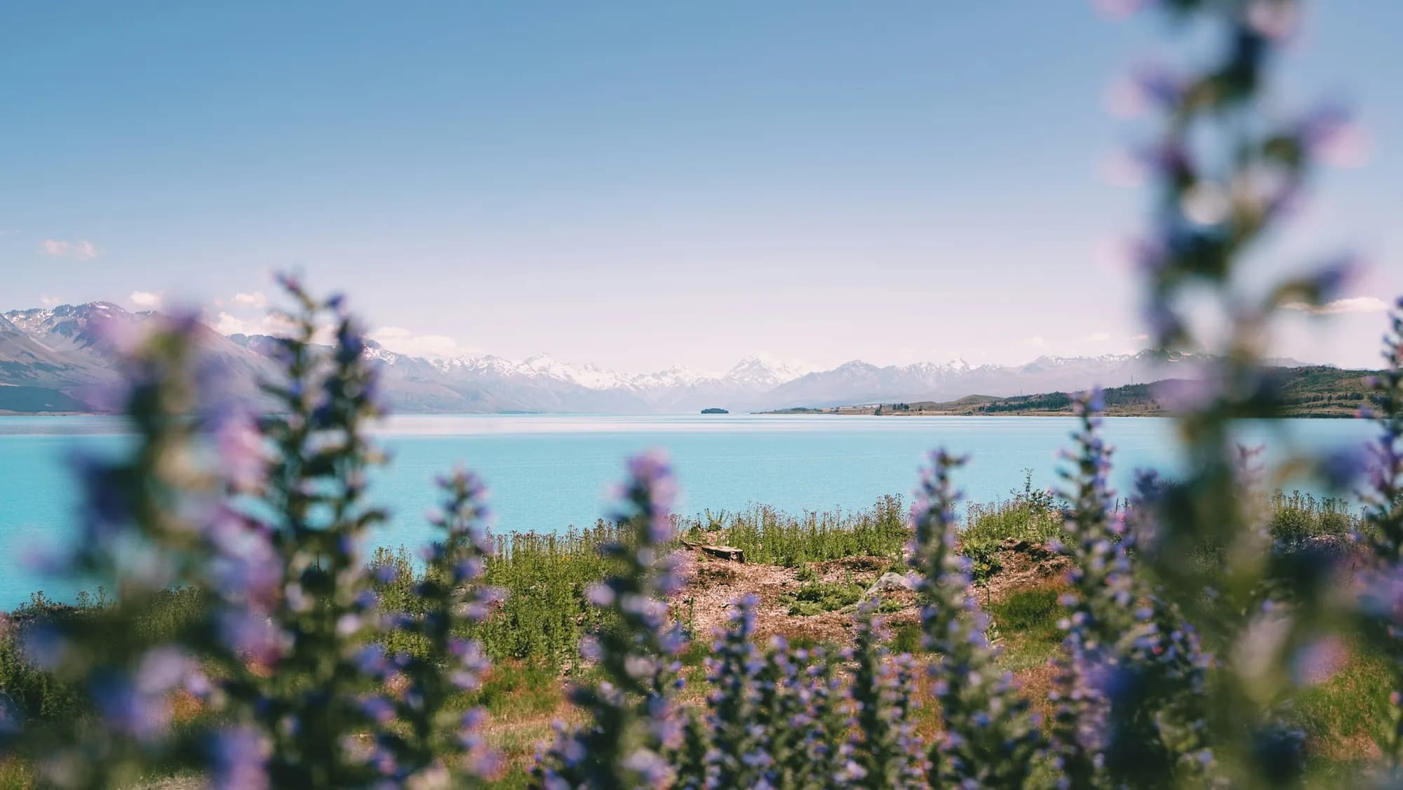 Purple lupines blooming on a lakeshore in spring